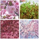 BELLFARM Japanese Pink Cherry Blossom Sakura Tree 20 PCS Seeds