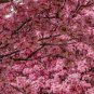BELLFARM Japanese Pink Cherry Blossom Sakura Tree 20 PCS Seeds