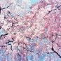 BELLFARM Japanese Pink Cherry Blossom Sakura Tree 20 PCS Seeds