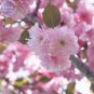 BELLFARM Japanese Pink Cherry Blossom Sakura Tree 20 PCS Seeds