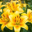 Day Lily Flower Vegetables 20 PCS Seeds Day Lily Flower Vegetables 20 PCS Seeds