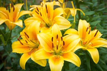 Day Lily Flower Vegetables 20 PCS Seeds