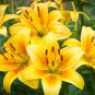 Day Lily Flower Vegetables 20 PCS Seeds