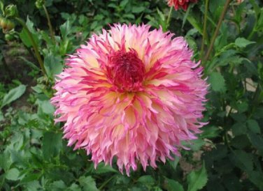 Myrtle's Folly Multi-colored Twisted Dahlia Flower 20 PCS Seeds