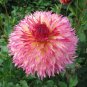 Myrtle's Folly Multi-colored Twisted Dahlia Flower 20 PCS Seeds