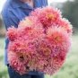 Myrtle's Folly Multi-colored Twisted Dahlia Flower 20 PCS Seeds
