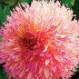Myrtle's Folly Multi-colored Twisted Dahlia Flower 20 PCS Seeds