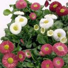 21 Types Bellis Perennis Flower 50 PCS Seeds