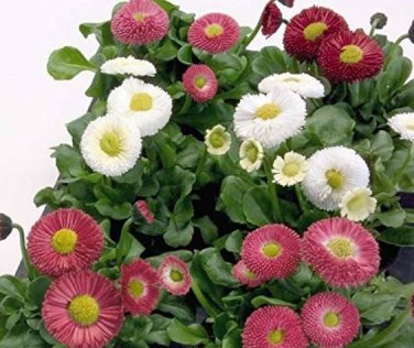 21 Types Bellis Perennis Flower 50 PCS Seeds