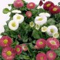 21 Types Bellis Perennis Flower 50 PCS Seeds