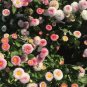 21 Types Bellis Perennis Flower 50 PCS Seeds