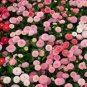 21 Types Bellis Perennis Flower 50 PCS Seeds
