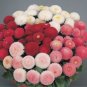 21 Types Bellis Perennis Flower 50 PCS Seeds