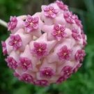 24 Color Available Rare Ball Orchid Flower Bonsai 100 PCS Seeds