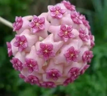 24 Color Available Rare Ball Orchid Flower Bonsai 100 PCS Seeds