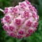 24 Color Available Rare Ball Orchid Flower Bonsai 100 PCS Seeds