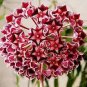 24 Color Available Rare Ball Orchid Flower Bonsai 100 PCS Seeds
