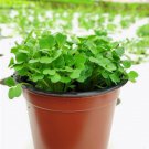 Hydroponics Flower Aquarium Grass Plants Penny Grass Bonsai 100 PCS Seeds