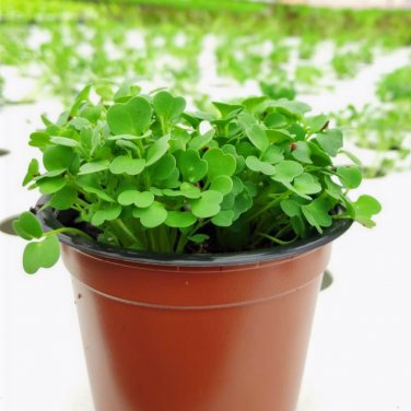 Hydroponics Flower Aquarium Grass Plants Penny Grass Bonsai 100 PCS Seeds