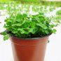 Hydroponics Flower Aquarium Grass Plants Penny Grass Bonsai 100 PCS Seeds