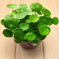 Hydroponics Flower Aquarium Grass Plants Penny Grass Bonsai 100 PCS Seeds