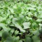 Hydroponics Flower Aquarium Grass Plants Penny Grass Bonsai 100 PCS Seeds