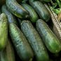 Dark Green Cucumber 25 PCS Seeds