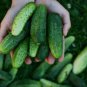 Dark Green Cucumber 25 PCS Seeds