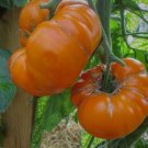 'Aunt Gertie's Gold' Organic Yellow Beefsteak Heirloom Tomato Bonsaic 100 PCS Seeds 'Aunt Gertie's Gold' Organic Yellow Beefsteak Heirloom Tomato Bonsaic 100 PCS Seeds