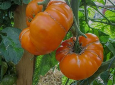 'Aunt Gertie's Gold' Organic Yellow Beefsteak Heirloom Tomato Bonsaic 100 PCS Seeds