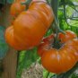 'Aunt Gertie's Gold' Organic Yellow Beefsteak Heirloom Tomato Bonsaic 100 PCS Seeds