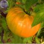 'Aunt Gertie's Gold' Organic Yellow Beefsteak Heirloom Tomato Bonsaic 100 PCS Seeds