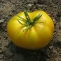 'Aunt Gertie's Gold' Organic Yellow Beefsteak Heirloom Tomato Bonsaic 100 PCS Seeds
