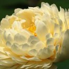 'Bai Rou Bear' Light Golden Big Blooms Double Lotus with Green Centre Flower 1 PCS Seedsa 'Bai Rou Bear' Light Golden Big Blooms Double Lotus with Green Centre Flower 1 PCS Seedsa