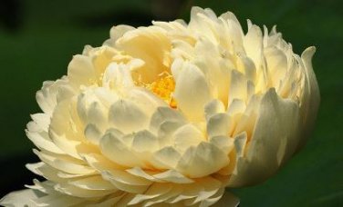 'Bai Rou Bear' Light Golden Big Blooms Double Lotus with Green Centre Flower 1 PCS Seedsa