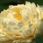 'Bai Rou Bear' Light Golden Big Blooms Double Lotus with Green Centre Flower 1 PCS Seedsa