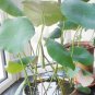 'Bai Rou Bear' Light Golden Big Blooms Double Lotus with Green Centre Flower 1 PCS Seedsa