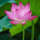 'Bathing Beauty' Pink Lotus Flower Water Lily Flower Aquatic Plants 1 PCS Seeds 'Bathing Beauty' Pink Lotus Flower Water Lily Flower Aquatic Plants 1 PCS Seeds