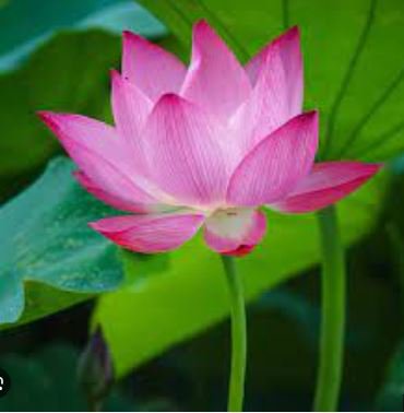 'Bathing Beauty' Pink Lotus Flower Water Lily Flower Aquatic Plants 1 PCS Seeds