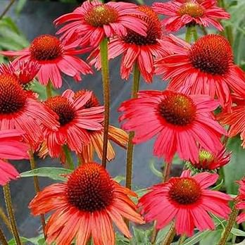 'Big Sky' Fire Red Echinacea Coneflower 100 PCS Seeds