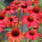 'Big Sky' Fire Red Echinacea Coneflower 100 PCS Seeds