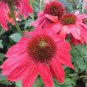 'Big Sky' Fire Red Echinacea Coneflower 100 PCS Seeds
