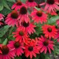 'Big Sky' Fire Red Echinacea Coneflower 100 PCS Seeds