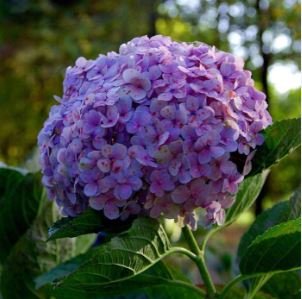 'Big-leaf Hydrangea' Purple Peony Tree 5 PCS Seedsa