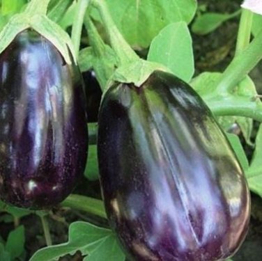 'Black Beauty' Black Eggplant Vegetable 100 PCS Seedsa