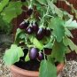 'Black Beauty' Black Eggplant Vegetable 100 PCS Seedsa