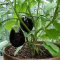'Black Beauty' Black Eggplant Vegetable 100 PCS Seedsa
