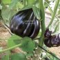 'Black Beauty' Black Eggplant Vegetable 100 PCS Seedsa