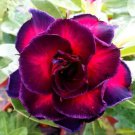 'Black Fire' Adenium Obesum 2 PCS Seeds