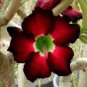'Black Fire' Adenium Obesum 2 PCS Seeds